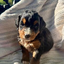 Sophie Girl 4 - Tri-color female Bernedoodle puppy in Russiaville, Indiana from Pleasant Creek Minibernedoodles