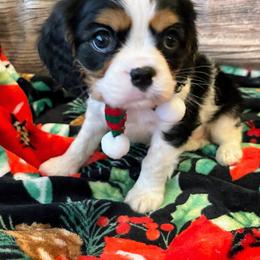 Cavalier King Charles Spaniel Puppies from Krawczyk's House of Cavaliers