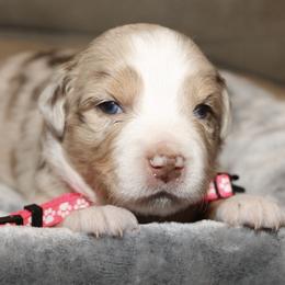 Sweetie - Red merle female Miniature Australian Shepherd puppy in Kissee Mills, Missouri from Clinkenbeard Kennel