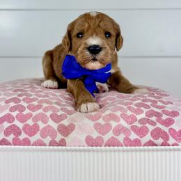 Truffle - Blue Collar - Apricot male Goldendoodle puppy in The Woodlands, Texas from Golden Fields Doodles