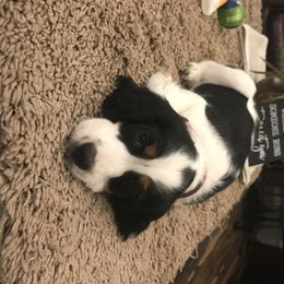 English Springer Spaniel Puppies from River’s Edge ~ English Springer Spaniels