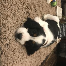 English Springer Spaniel Puppies from River’s Edge ~ English Springer Spaniels