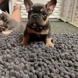 French Bulldog Puppies from Gichigami French Bulldogs