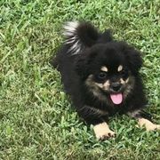 Tibetan Spaniels from Lantana