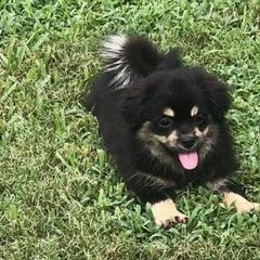 Tibetan Spaniels from Lantana