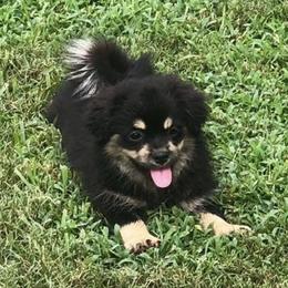 Tibetan Spaniels from Lantana