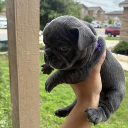 French Bulldog Puppies from Small Town Frenchies