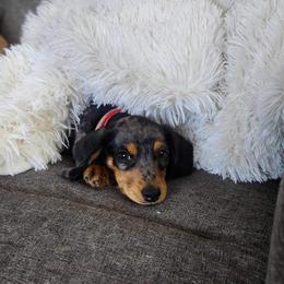 Dachshund Puppies from LPS weenies