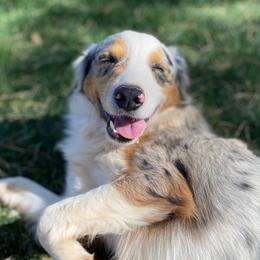 *AVAILABLE TRAINED YOUNG ADULT* Glacier [Boy 6, Blue Merle w/ Tail] - Blue merle Miniature Australian Shepherd puppy in Douglas, Arizona from Starry-Eyed Mini Aussies with Tails