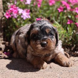 Orbit - Merle male Whoodle puppy in West Bend, Iowa from Blue Skies Terriers