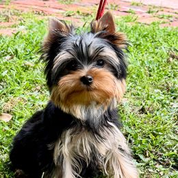 Chinese Crested and Yorkshire Terrier Puppies from FronkLinn Kennel
