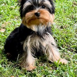 Chinese Crested and Yorkshire Terrier Puppies from FronkLinn Kennel