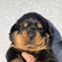 Orange Collar (M) - Black and rust male Rottweiler puppy in San Antonio, Texas from VHWilliamsRottweilers