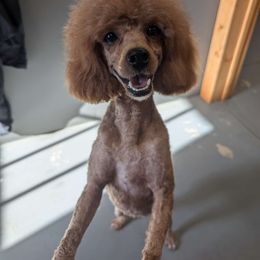 Norma - Poodle