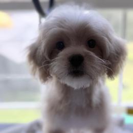 Pumbaa - Cream male Maltipoo puppy in Georgia & Florida, Georgia from Fiesta Pups