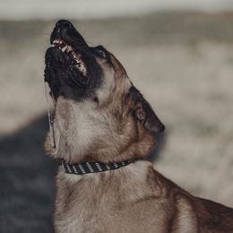 Belgian Malinois and xDutch Shepherds from RGR Malinois