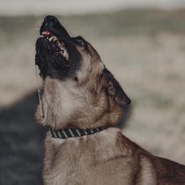 Belgian Malinois and xDutch Shepherds from RGR Malinois