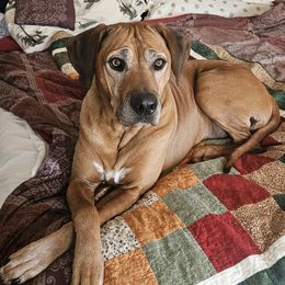 Gryffin - Rhodesian Ridgeback