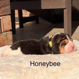 Honeybee - Black tan and white female Beagle puppy in Mansfield, Missouri from Rippee Creek Kennel