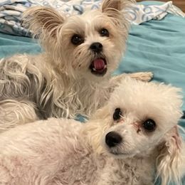 Yorkipoos and Yorkshire Terriers from Carolyn Bess's Yorkies and Yorkipoo Puppies