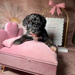 Nova - Black female Poodle puppy in Griffin, Georgia from Rawls Lovely Little Tots