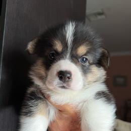 Gertie - Black and tan female Pembroke Welsh Corgi puppy in Delray Beach, Florida from Holly's Pembroke Welsh Corgis