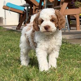 Green Boy - Brown and white male Cockapoo puppy in Fort Gibson, Oklahoma from Waggle Doodles
