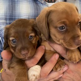 Dachshunds from Dashing Dacschunds