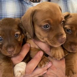 Dachshunds from Dashing Dacschunds