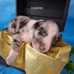 DIAMOND- bmf1 - Blue merle female Australian Shepherd puppy in Salem, Arkansas from Patchwork Kennels