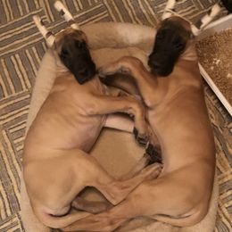 Great Danes from Vail Great Dane