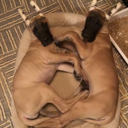 Great Danes from Vail Great Dane