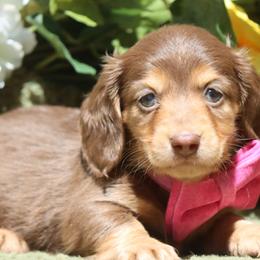 Boy 2 - male Dachshund puppy in Woodbine, Georgia from Walker's Minidachs