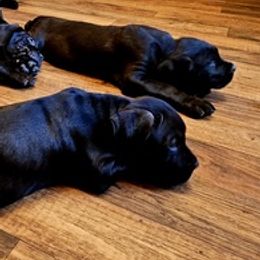 Cane Corso from Jason's Cane Corsos