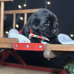 Aries - Black male Newfoundland puppy in Tully, New York from Bear Paw Newfoundlands