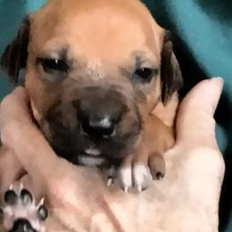 Boy 8 - male Rhodesian Ridgeback puppy in Alabama from Celtic Lore Ridgebacks