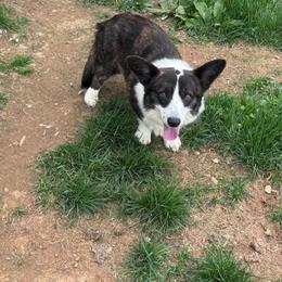 Malena - Cardigan Welsh Corgi