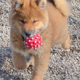 Shiba Inu and Yorkshire Terrier Puppies from Royal Kennels