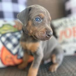 Black - Blue and rust male Doberman Pinscher puppy in Fort Worth, Texas from Arkwatch Dobermans