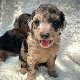 Goldendoodles and Maltipoos from B4 Ranch