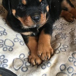 Rottweiler Puppies from Porath's Rottweilers