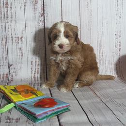 Caramel Girl - Caramel female Australian Labradoodle puppy in Saint Louis, Missouri from Gateway Australian Labradoodles