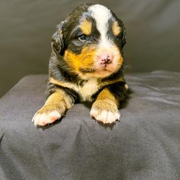 Big X - Black rust and white male Bernese Mountain Dog puppy in Alabama from Dogwood Creek Bernese
