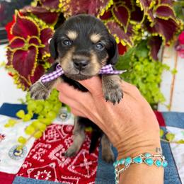 Paisley - Black and cream female Dachshund puppy in Middleton, Idaho from Doodle Doxie