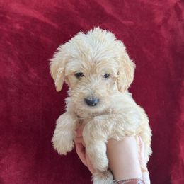 Dark Green Collar - Light golden Double Doodle puppy in Smiths Creek, Michigan from Dailer’s Doodles
