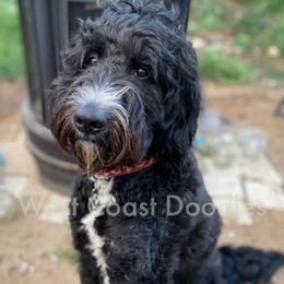 Jyn - Bernedoodle