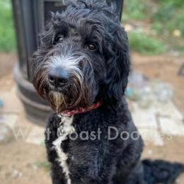 Jyn - Bernedoodle