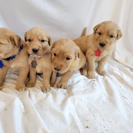 Golden Retriever Puppies from Loeffelholz Family Golden Retrievers