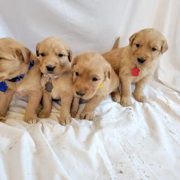 Golden Retriever Puppies from Loeffelholz Family Golden Retrievers