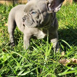French Bulldog Puppies from Sun City Kennels